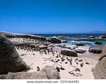 Penguins In Cape Town, South Africa