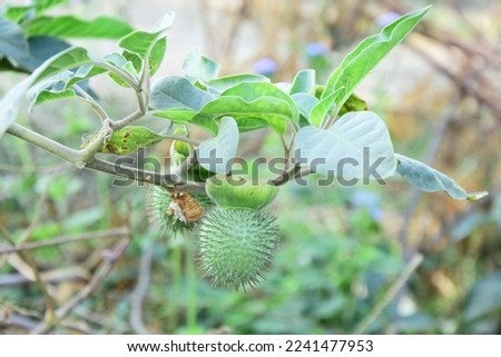 Green jimsonweed wild plant with fruits in outdoor field