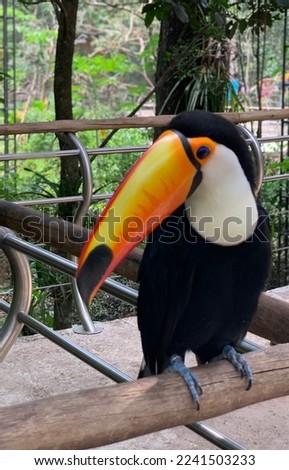 Closeup of an exuberant toco toucan in the bird park in Foz do Iguacu