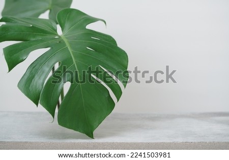 empty on cement tabletop with monstera leaf white space background.organic healthy natural product pedestal platform promotion show display, summer banner concept design.