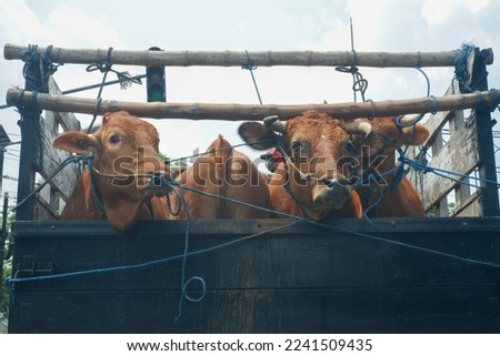 Groups of cattle are transported in an open truck to be delivered to another city for sale. Group of cows. Close up