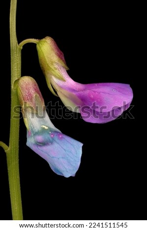Spring Vetchling (Lathyrus vernus). Inflorescence Detail Closeup Royalty-Free Stock Photo #2241511545