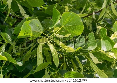 American basswood tree berries growing on the tree in June Royalty-Free Stock Photo #2241512799