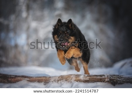 Czech shepherd dog jumping over a fallen tree in winter forest