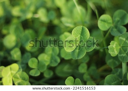 Four-leaf clover between three-leaf clovers. Green nature background. Four-leaf clover for a good luck. Special found. Rare found in the meadow. Green field covered by trifolium leaves with shamrock.