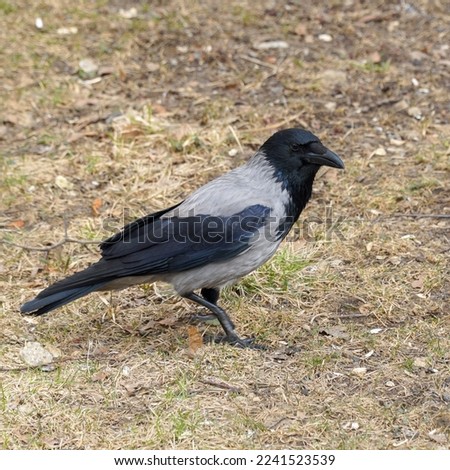  The hooded crow walks through the grass in search of insects for food and looks around.                               
