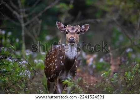 spotted deer or chital or axis deer standing in a forest Royalty-Free Stock Photo #2241524591