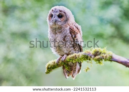 Picture of a baby Tawny owl