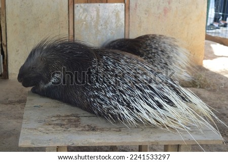 hedgehog with big arrow sitting on wood