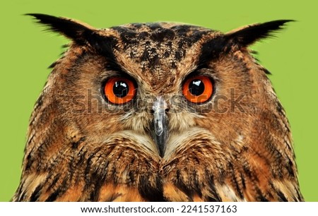 Eurasian eagle-owl (Bubo bubo) portrait Royalty-Free Stock Photo #2241537163