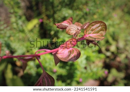 Branch of color plant in garden