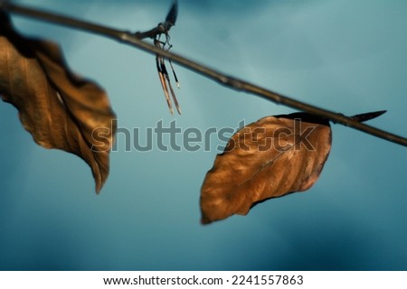 branches and leaves in a park