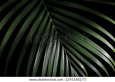 Closeup palm frond in natural green on a black background with selective focus
