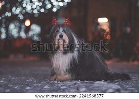 the picture shows a bearded collie posing in front of a Christmas tree. The Christmas tree and the area around it is illuminated with Christmas lights. The dog has long hair.  