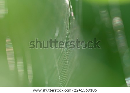 Isolated shot of a orb weaver spider web