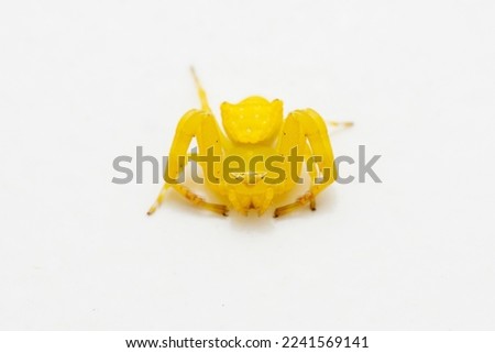 Yellow Crab spider (Thomisus onustus) against white background, Satara, Maharashtra, India