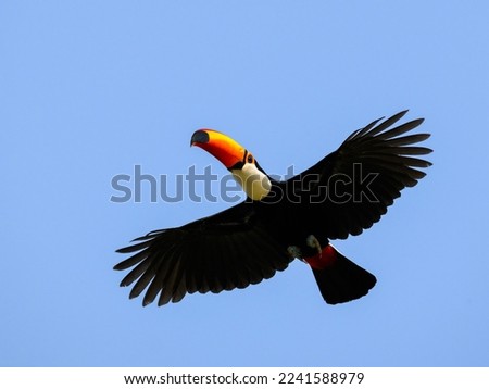Toco Toucan in flight against blue sky