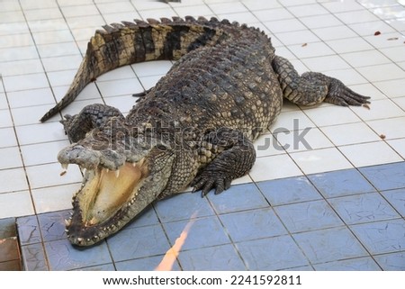 Traditional Crocodile show, Safari Park in Kanchanaburi, Thailand