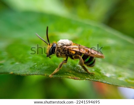 portrait of a bee on a plant leaf