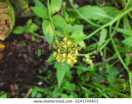 A close up picture of yellow mustard flowers (Brassica juncea L.)