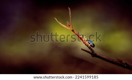 Close up a Shining Flea Beetle, Asphaera lustrans on tree branch and natrue blurred background, Orange-blue Narrow-necked Leaf Beetle, selective focus, macro insect Thailand. Royalty-Free Stock Photo #2241599185