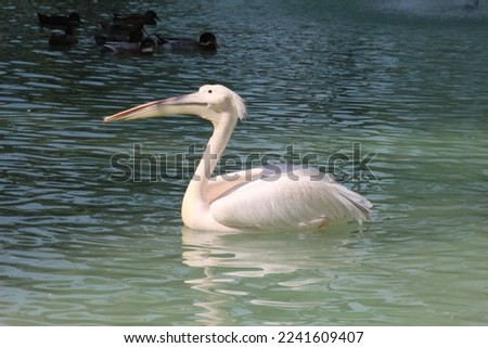 Great white pelican high resolution pictures