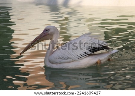 Great white pelican high resolution pictures