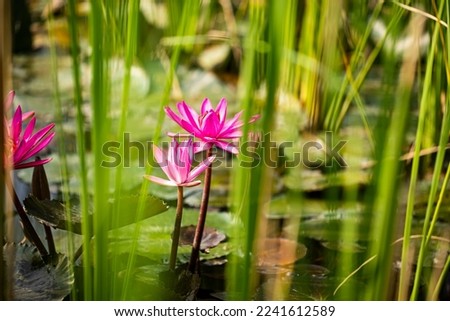 Nelumbo nucifera, also known as sacred lotus, Laxmi lotus, Indian lotus,[1] or simply lotus, is one of two extant species of aquatic plant in the family Nelumbonaceae. It is also called water lily Royalty-Free Stock Photo #2241612589