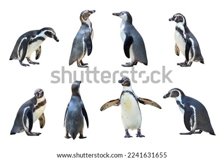 Set of Humboldt penguin standing on white background.