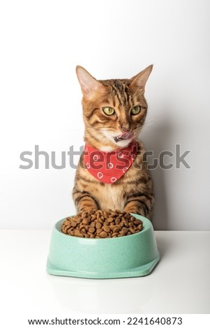 Hungry cat near bowl with dry cat food isolated on white background. Feeding pets. Royalty-Free Stock Photo #2241640873