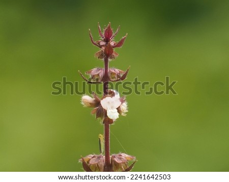 The flowers of the herb are dark red on a green garden background. Close-up shot, copy space.