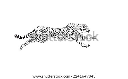 Running cheetah. Cheetah big wild cat african design character vector illustration on white background. Vector of flat hand drawn cheetah isolated.