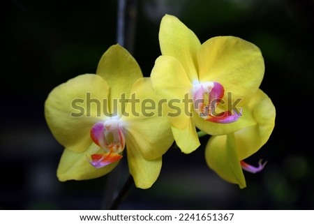 Blooming yellow with pink center orchid flowers with dark background