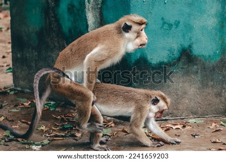 Monkey, Sri Lanka, Yala National Park