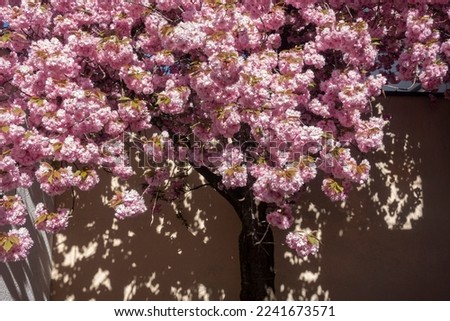 almond blossom in spring blue sky in south germany historical city