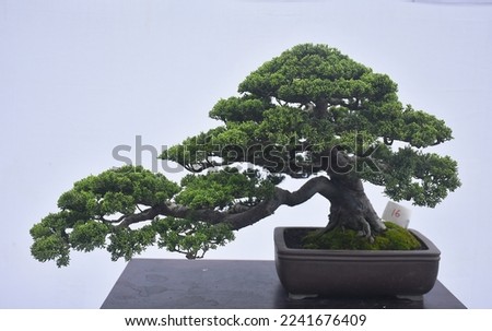 exhibition of various types of bonsai trees Royalty-Free Stock Photo #2241676409