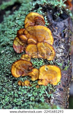 yellow fungus and lichen on a fallen tree branch