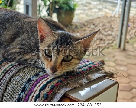 defocused abstract background of a beautiful and cute little cat ready to be photographed