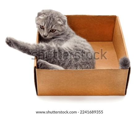 Gray kitten in a box isolated on a white background.
