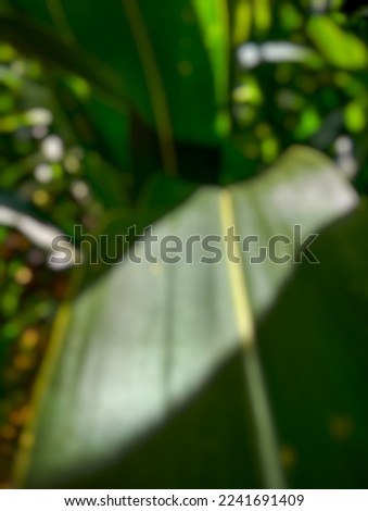 green corn leaves in the garden, Defocused abstract background of leaf

