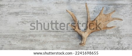 Moose horns isolated on wooden background Royalty-Free Stock Photo #2241698655
