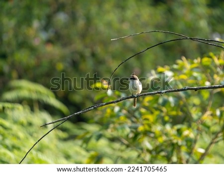 Brown Shrike at BRT Tiger Reserve, Southern India Royalty-Free Stock Photo #2241705465
