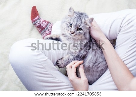 Cute cat sleeping on owners's legs one winter day. Girl relaxing with her pet on a blanket. Royalty-Free Stock Photo #2241705853