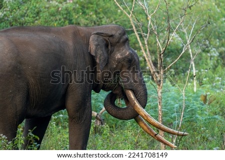 Asiatic elephant at BRT Tiger reserve Royalty-Free Stock Photo #2241708149