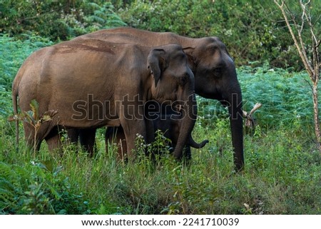 Small elephant herd with young calf at BRT Tiger Reserve Royalty-Free Stock Photo #2241710039