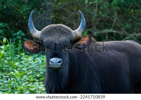 Female Indian Gaur in BRT Tiger reserve Royalty-Free Stock Photo #2241710839