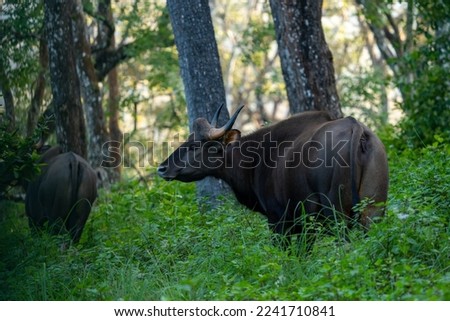 Female Indian Gaur in BRT Tiger reserve Royalty-Free Stock Photo #2241710841