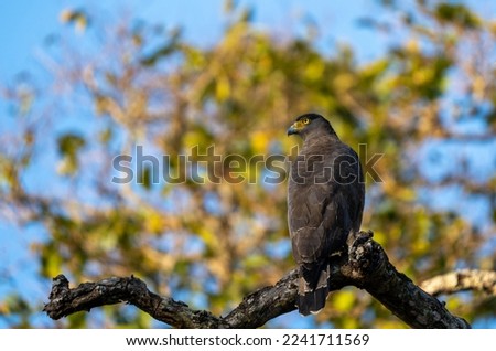Serpent Eagle sun bathing at BRT Tiger Reserve Royalty-Free Stock Photo #2241711569