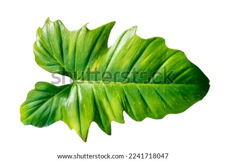 Philodendron Golden Dragon plant on white background, isolate
