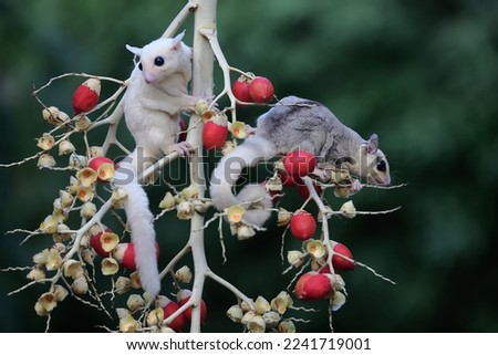 A female mosaic sugar glider and a male leucistic sugar glider are looking for food in a palm grove. These marsupials eat fruit and small insects. 